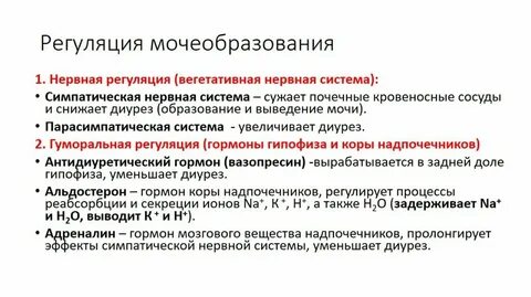 Мочеиспускание нервная система