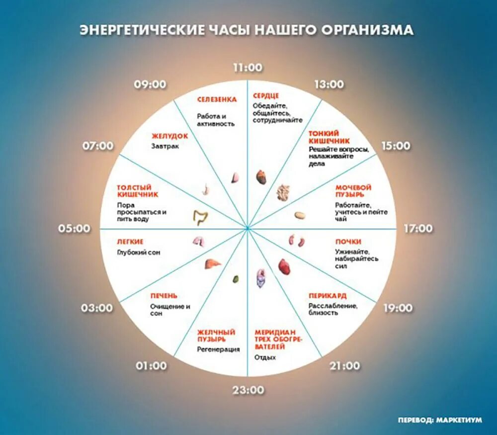 Какой орган работает в час ночи. Суточные периоды активности внутренних органов. активность органов по часам. биологические часы. энергетические часы нашего организма.