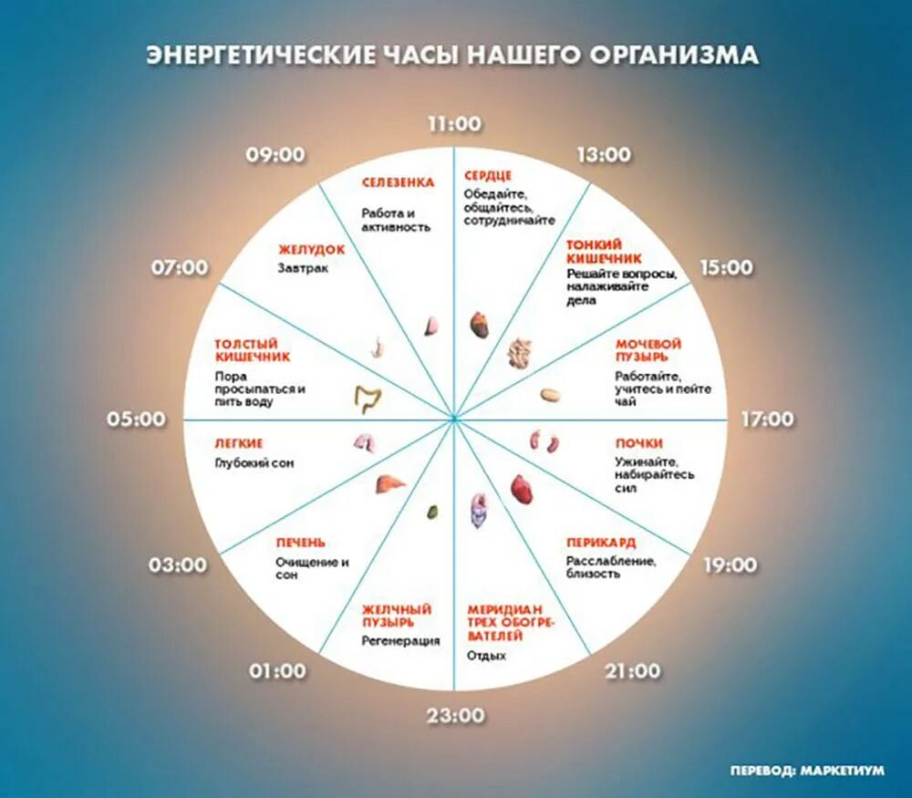 Время отдыха организма. Часы активности внутренних органов человека по часам суток. Часы активности меридианов человека. Биологические часы. Энергетические часы нашего организма.