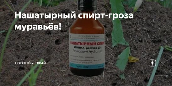 Удобрение для цветов комнатных. Удобрения для комнатных растений. Аммиак для огорода и сада. Подкормка аммиаком растений. Аммиак для огорода и сада.