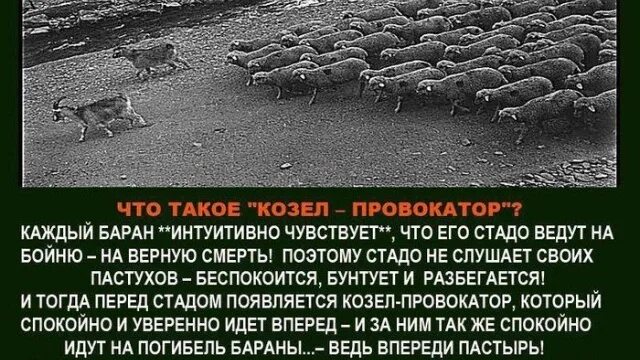 Он закричал пастухам чтобы они скорее гнали. Стадо Баранов ведет козел.