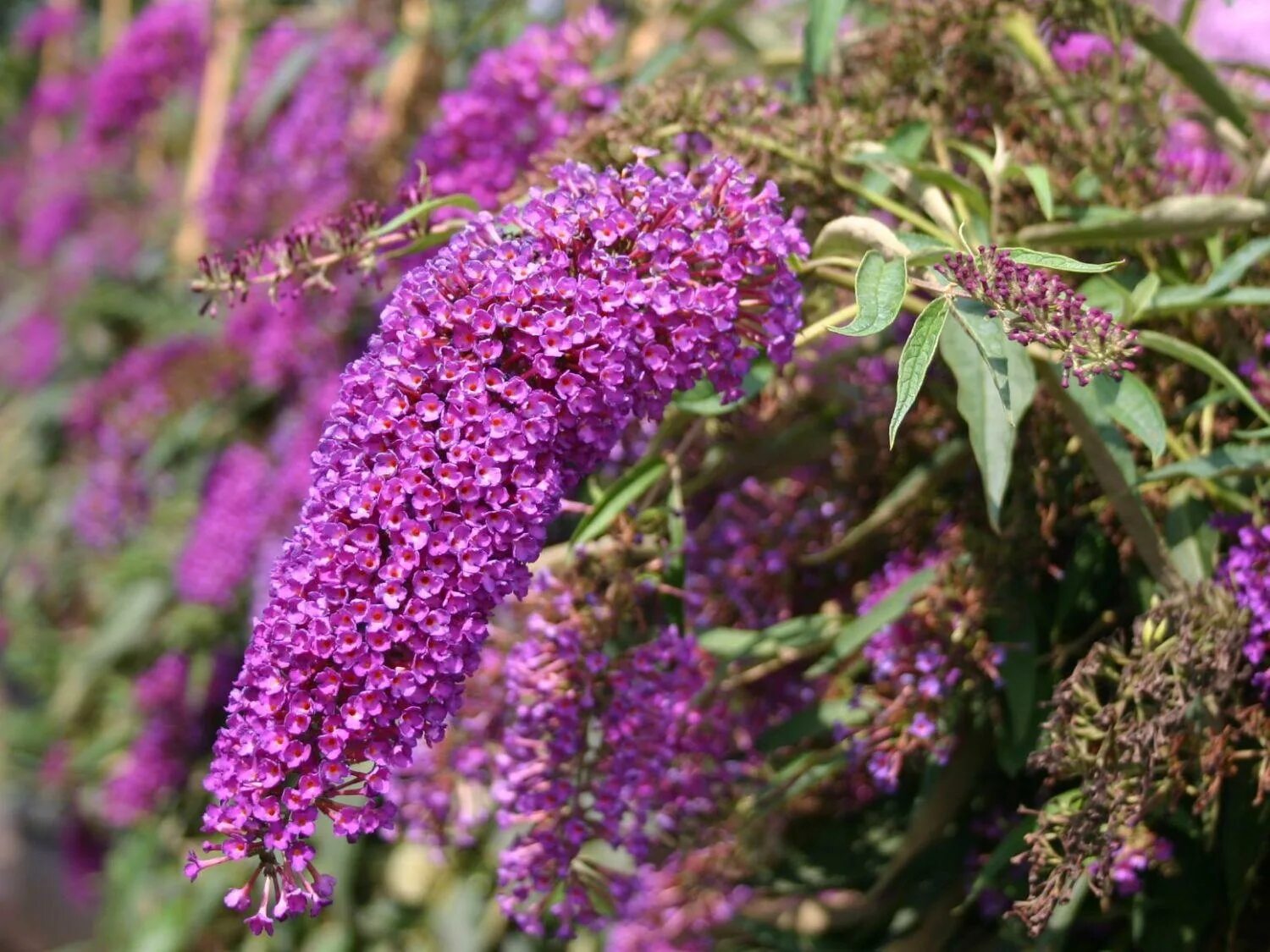 Буддлея Давида - Buddleja davidii 'nanho Purple'. Буддлея nanho Purple. Буддлея Давида нано Пепл. Осенняя сирень Буддлея Давида.