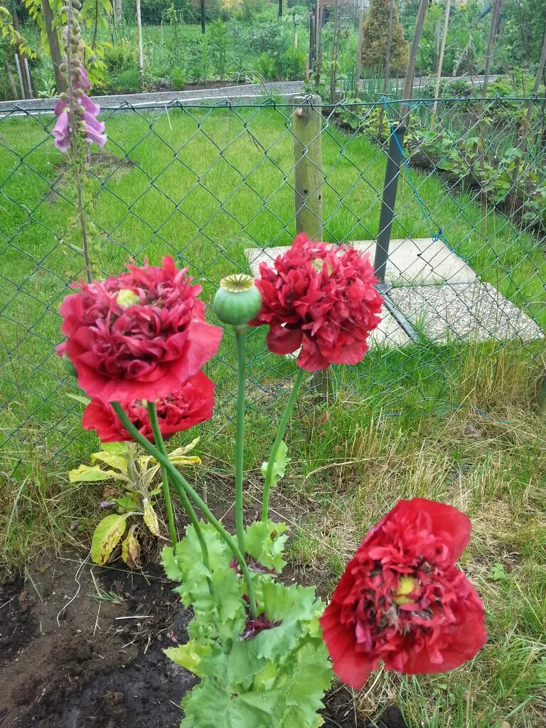 Почему нельзя выращивать мак. Можно выращивать мак на садовом участке. Мак многолетний восточный всходы. Можно выращивать мак на садовом участке. Маки выросли на грядке.