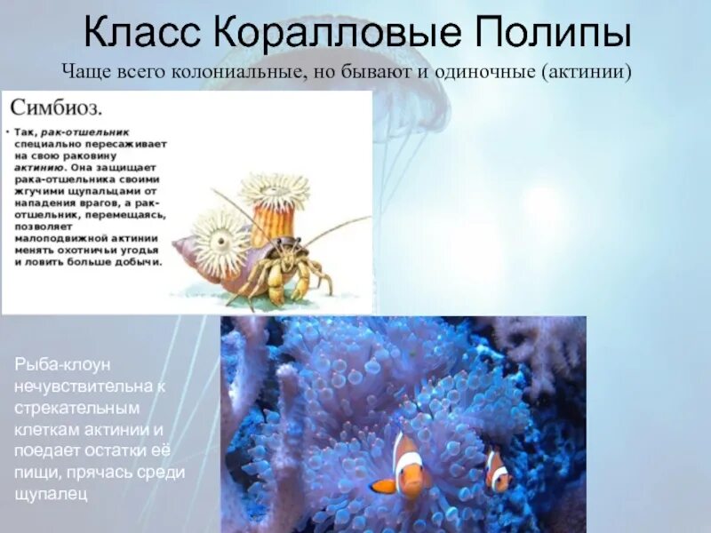 Коралловый полип 7 класс. Коралловый полип 7 класс