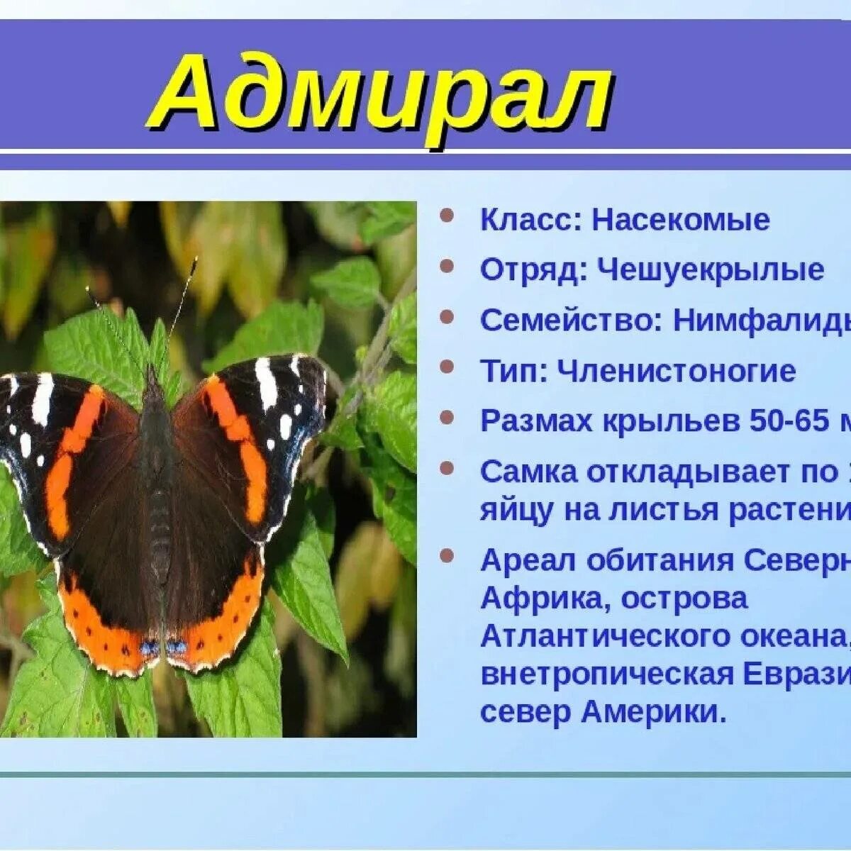 Описание типов насекомых