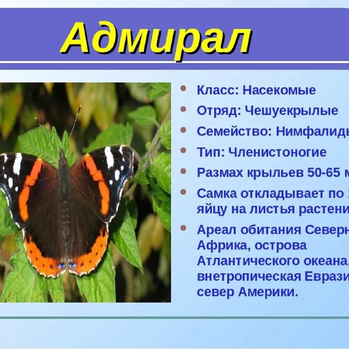 Бабочка адмирал обитает. Бабочки Адмирал лимонница траурница павлиний глаз крапивница. Бабочки Адмирал лимонница траурница. Бабочки Адмирал,траурница,крапивница Адмирал лимонница. Адмирал лимонница траурница павлиний.