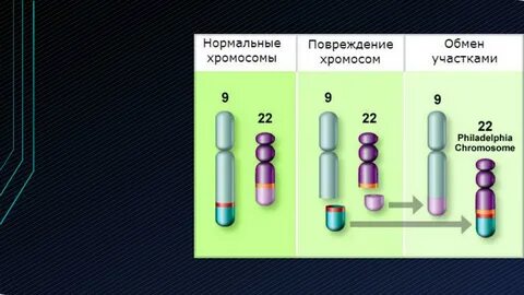 22 хромосома