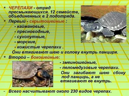 Черепахи 2 класс окружающий мир