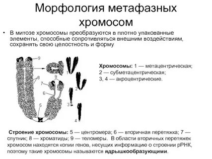 Химический состав половых хромосом