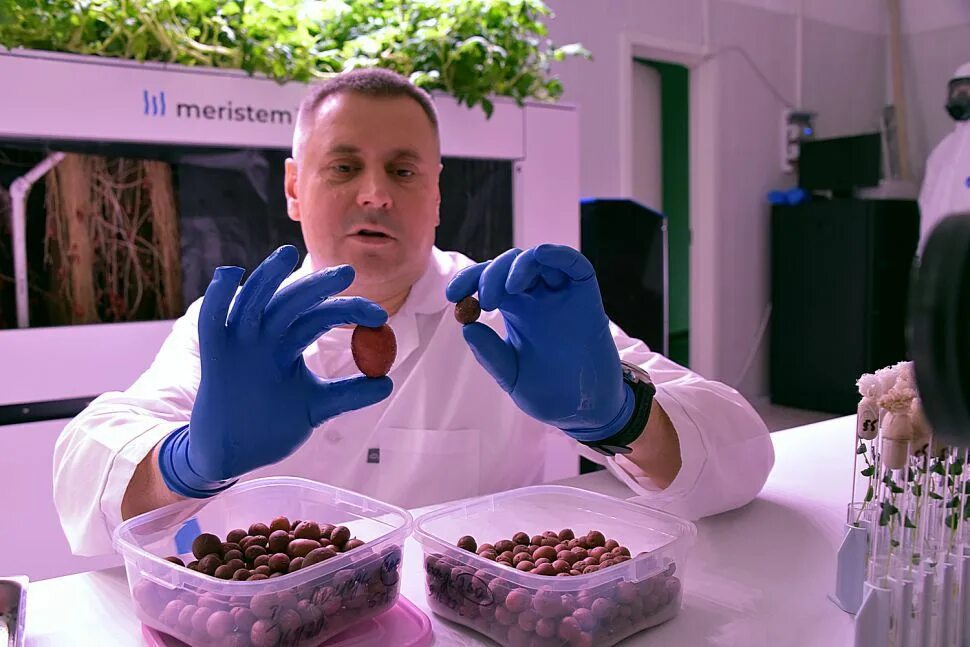 Ученый провел эксперимент с фрагментами клубня