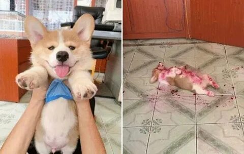 Течка у корги