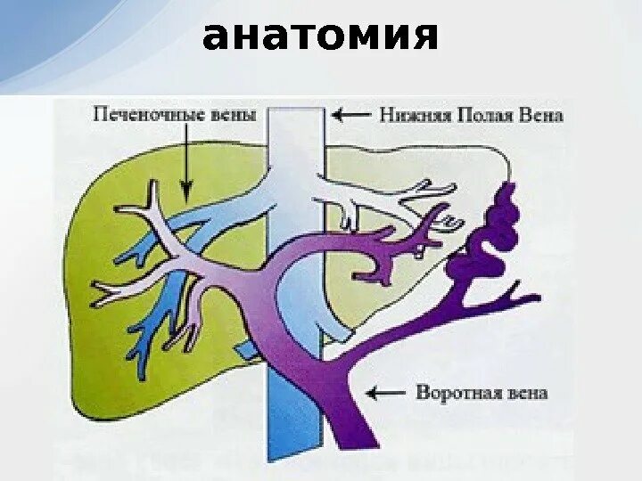 Диляция портальной вены. Фиброхромацитома и полая Вена.