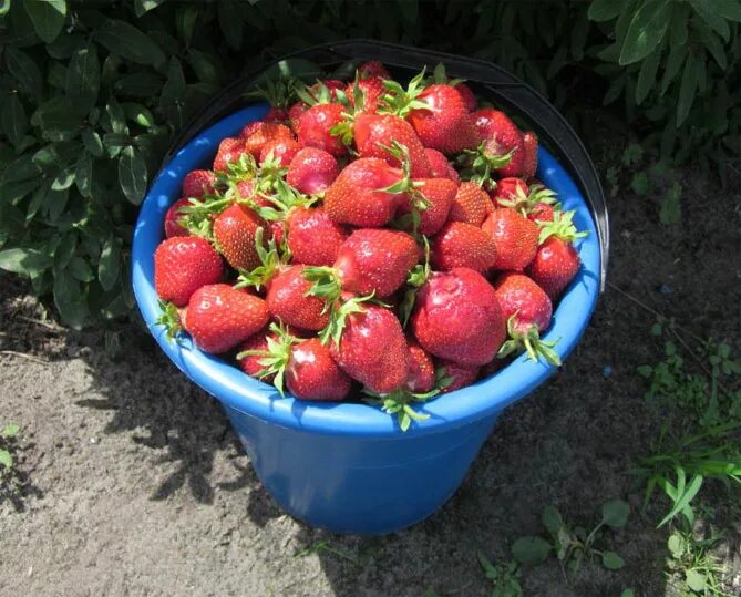 Земляника садовая Царица (Fragaria) - каталог магазина, купить в питомнике расте
