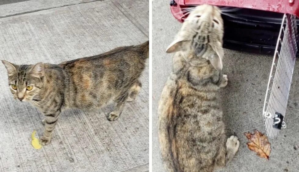 Приблудная кошка пришла в дом. Котик с билетом. Примета кошка пришла в дом чужая. Пришла кошка что делать