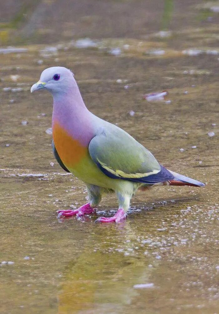 Как выглядит птица мира 50 Ideas De Fotos De Palomas Fotos De Palomas, Paloma De Dove pictures, Dove sym