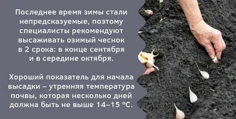 Сроки посадки озимого