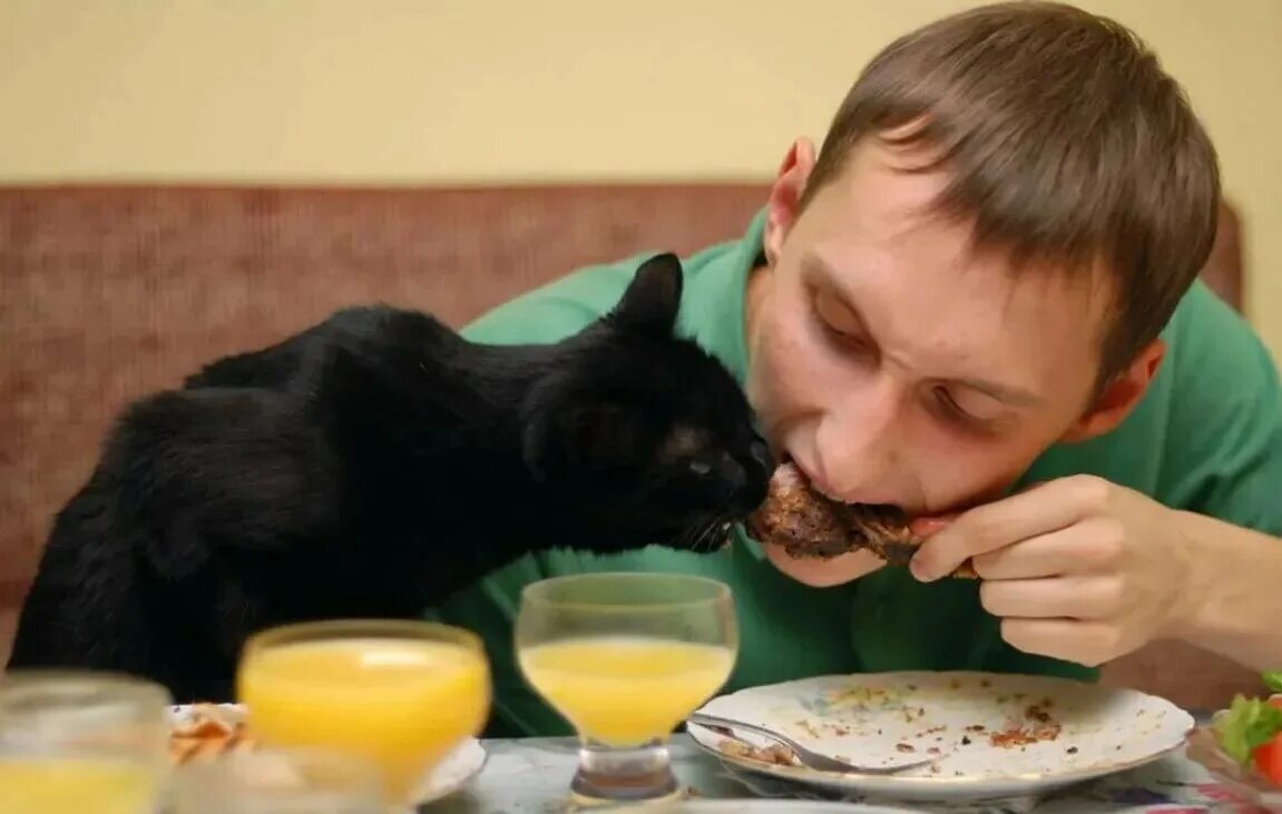 Для детей. Кот ест. Домашние животные для детей. Животные. Коты и дети.