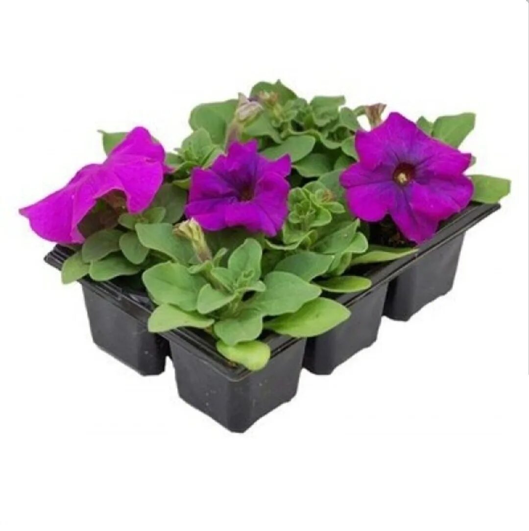 Петуния capella neon pink. Петуния ампельная в кассетах. Петуния пурпурный водопад f2. Петуния пикобелла лавандер. Петуния розница.