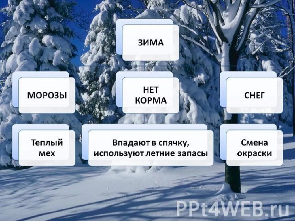 Зима живая и неживая. Наблюдения в живоиприроде зимой. Изменения в живой природе зимой. Явления неживой природы зимой. Живая природа зимой 2 класс.