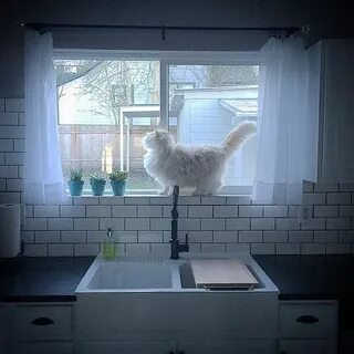 Кот скай