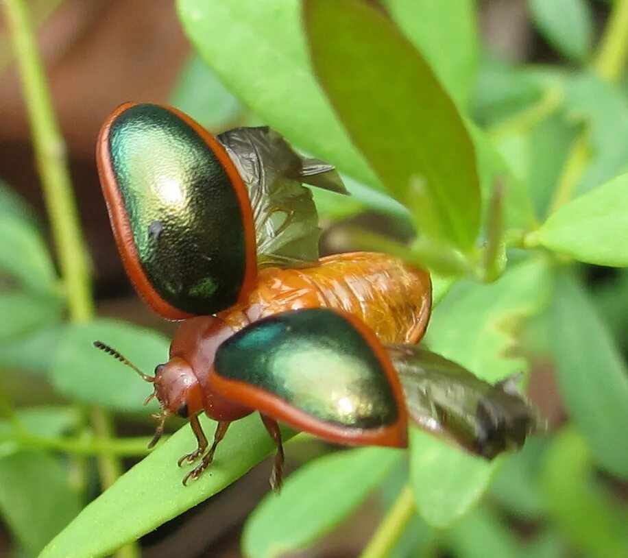Жесткокрылые жуки. Надкрылья майского жука. Отряд жесткокрылые Крылья. Надкрылья жёсткокрылые. Крылья жуков насекомых