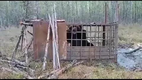 Огромный людоед который оказался добродушным