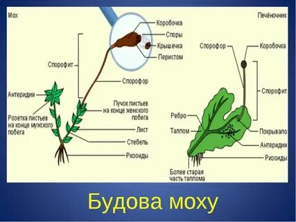 Чем строение мхов отличается от строения водорослей