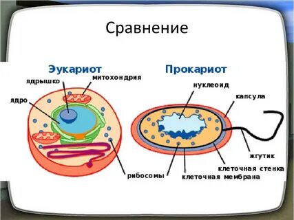 К эукариотам относят клетку