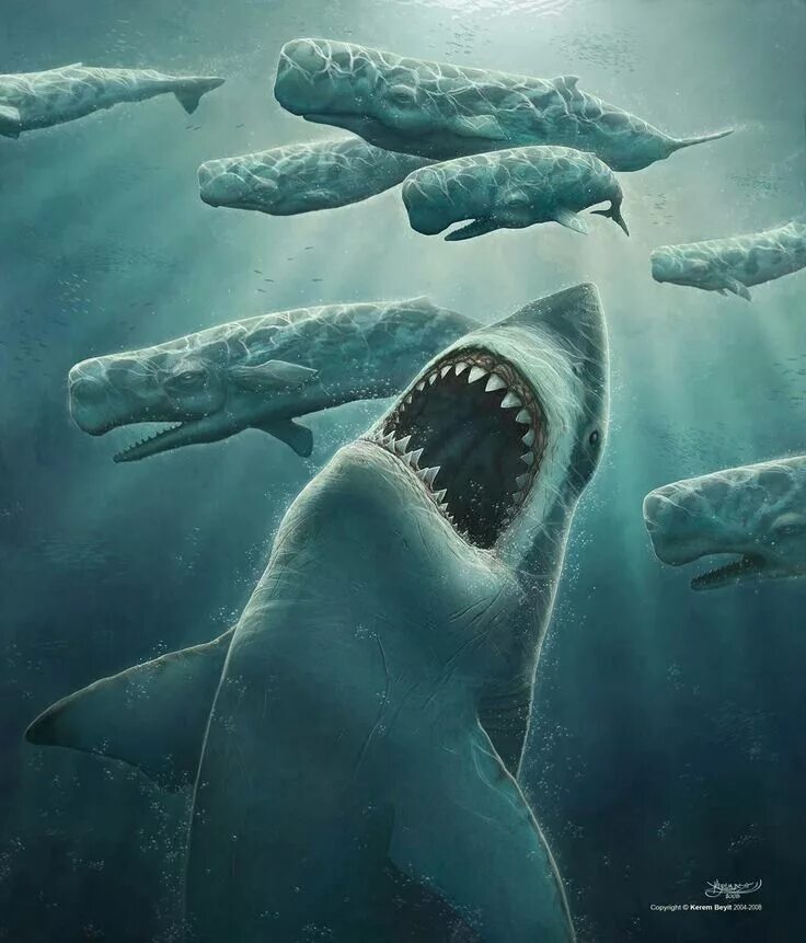 Megalodon Went Extinct Because of Great White Sharks in 2023 Megalodon, Megalodo