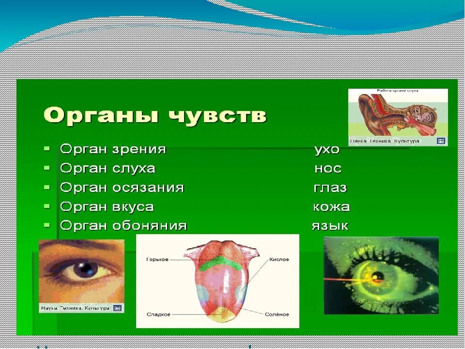 Органы слуха зрения обоняния осязания. Органы чувств человека и животных. Органы осязания обоняния вкуса. Орган зрения орган слуха орган обоняния.