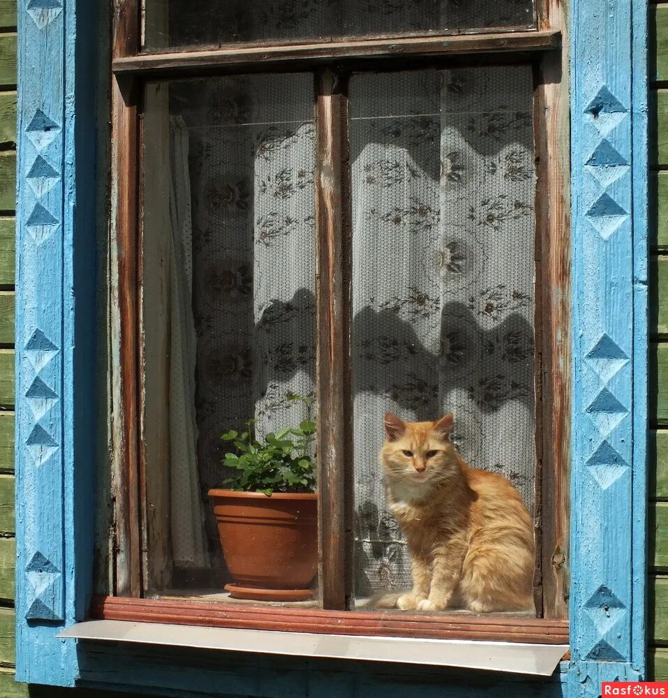 Кошки на окошке. Кот на окне. Кошечка на окошке. Кошка на окошке картинки. Кошка окно москва