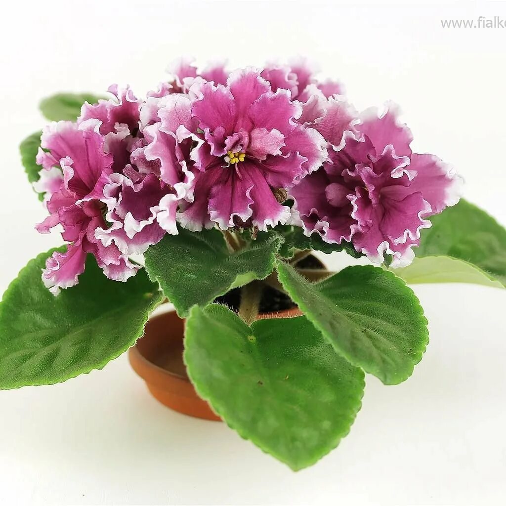 Фиалка сорт мюзикл. Фиалка небылица. Рс мадлен фиалка. Сенполия фрейлина. Фиалка рс кинозвезда.