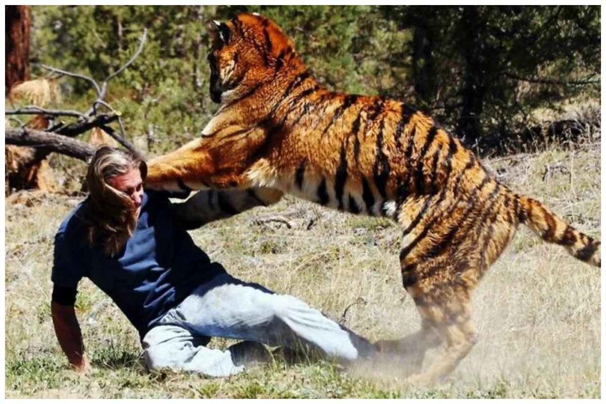 Напдениеживотнихналудей. Нападение диких животных на людей. Животные нападают на людей. Огромный тигр. Какая сильный зверь