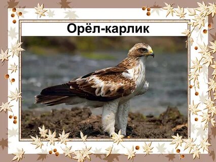 Тема орловский