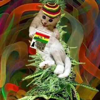 Weedcat ссылка