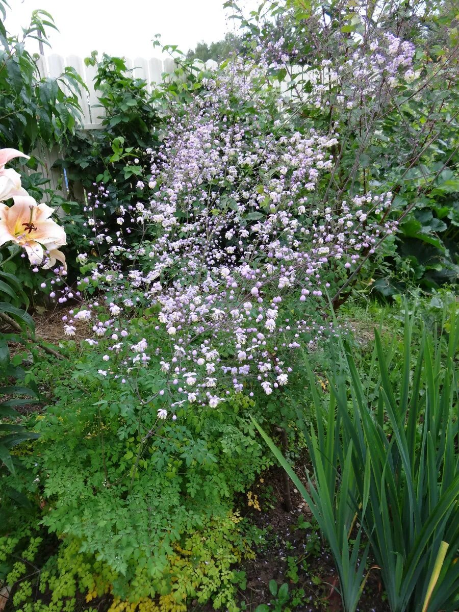 Thalictrum Aquilegifolium Thundercloud Shade perennials, Shade plants, Shade gar