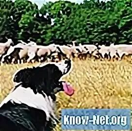 Как пасти скот