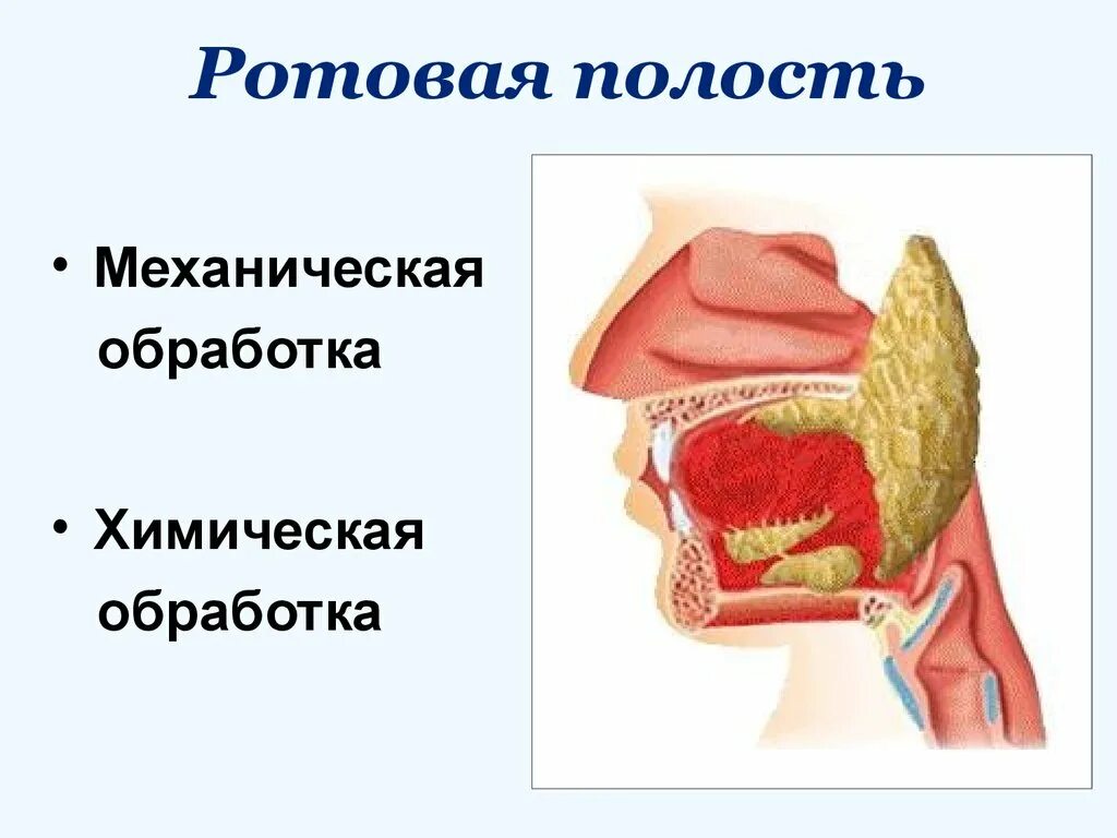 Химическое пищеварение в ротовой полости. Пищеварение в ротовой полости. Ротовая полость пищеварительная система. Механическая обработка в ротовой полости.