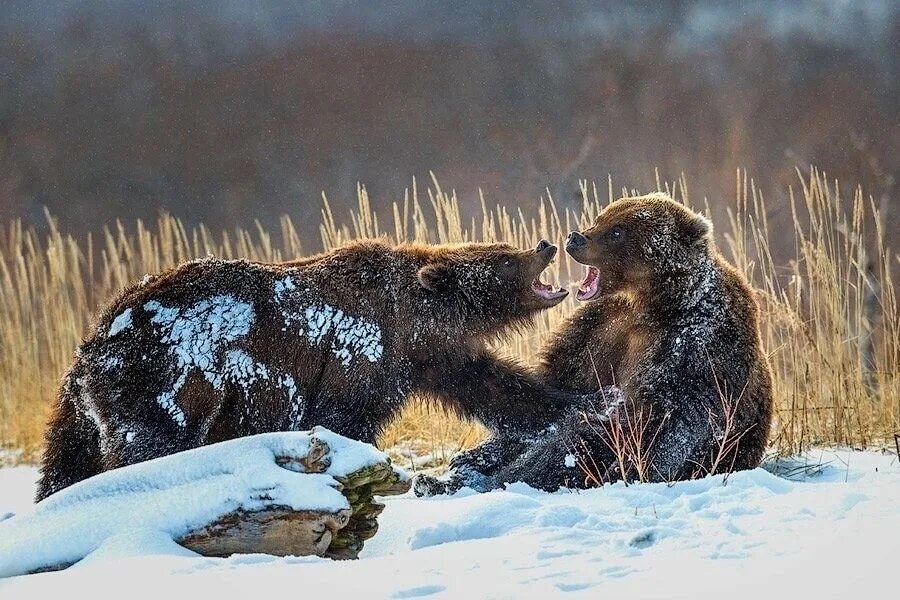 Медведь весной картинки. Медведь весной. Медведь проснулся. Пробуждение медведя.