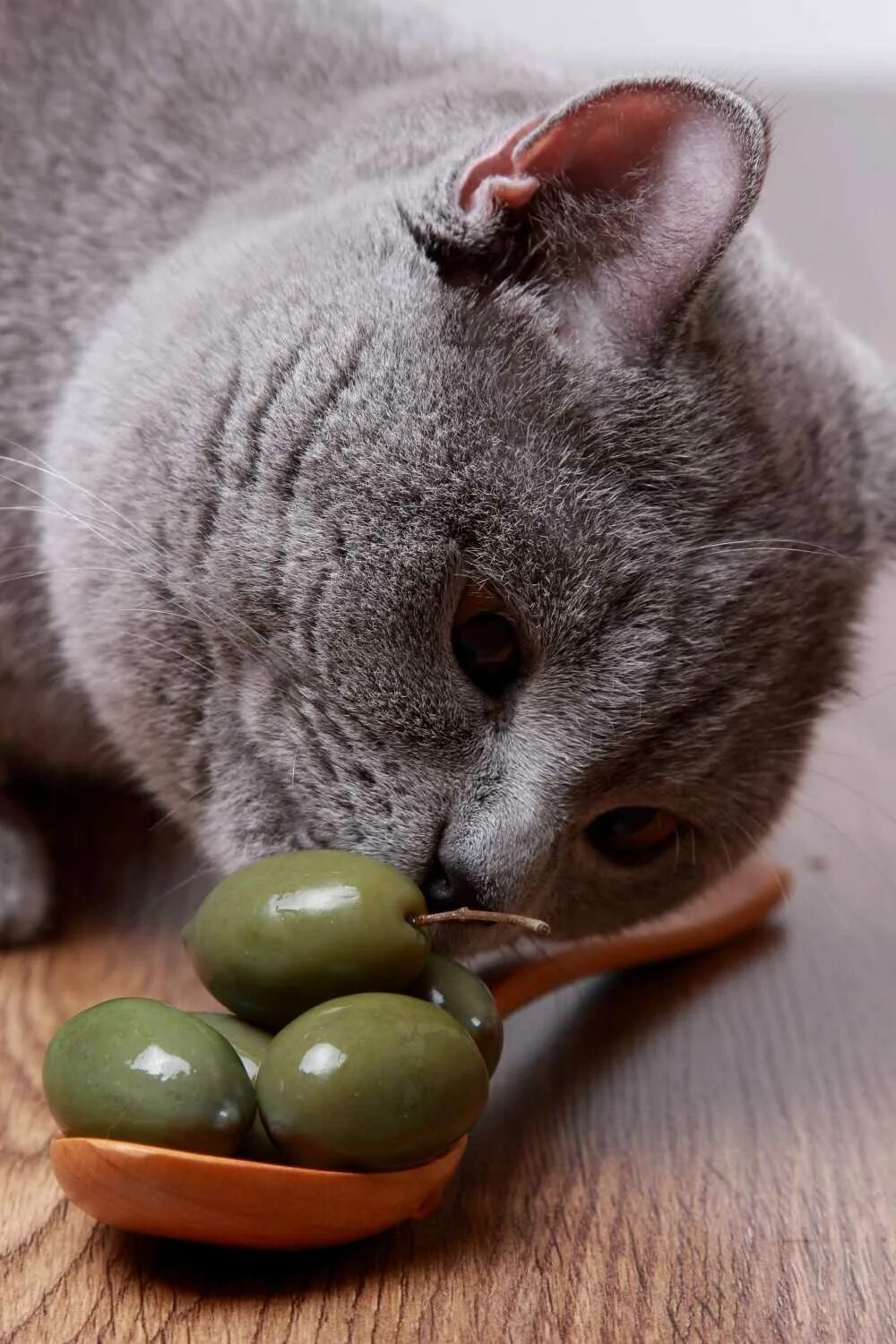 Коты любят оливки. Кошка олива. кот и оливки. коты и оливки. кот и маслины.