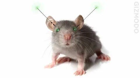 У меня амуниция 9mice