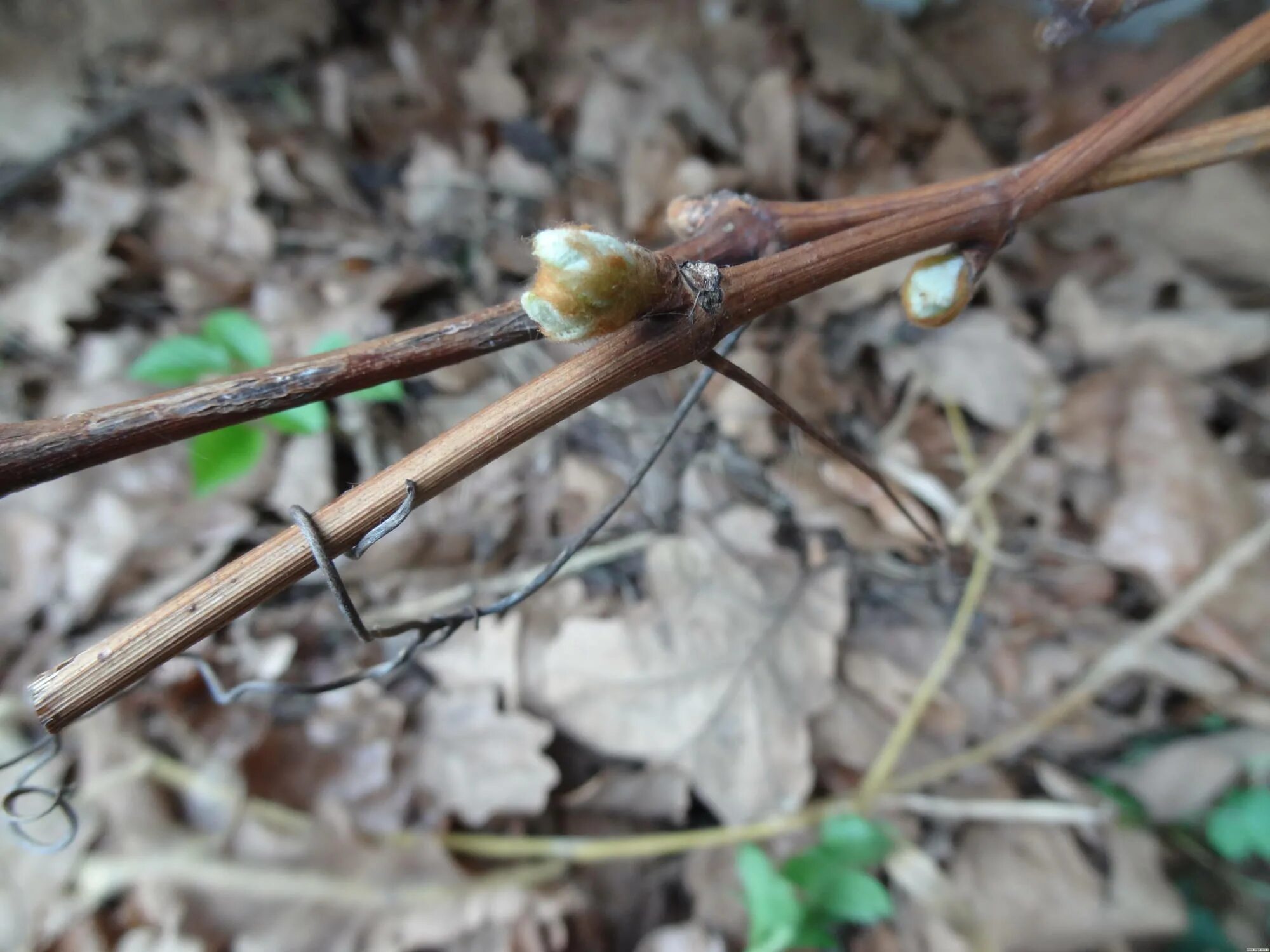 Почка лозы. Почка винограда. Почка винограда. Черенки виноград распускание почки. Виноград распускание почек.