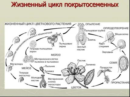 Жизненный цикл растений 7 класс