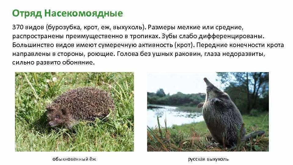 Землеройки и щелезубы. Крот и еж. Землеройка и выхухоль. Крот и еж. Крот еж бурозубка.