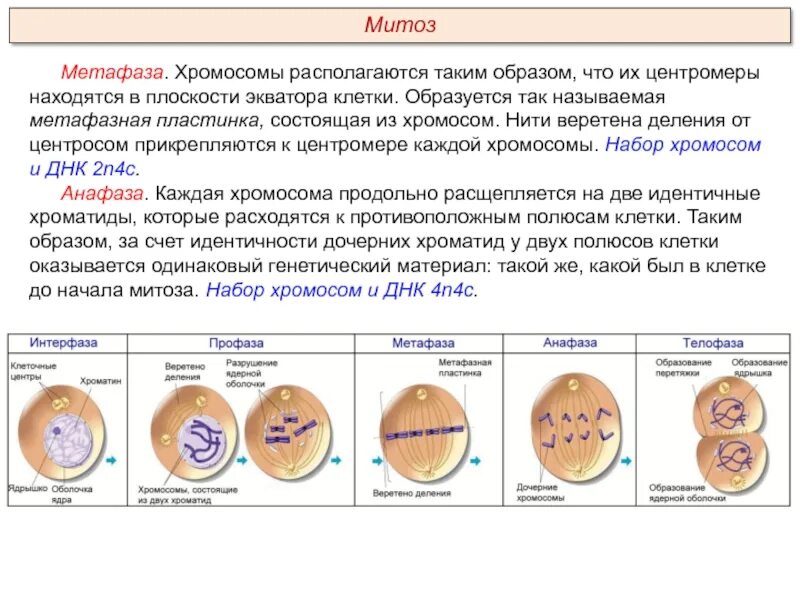 Митоз какой уровень. Набор хромосом в метафазе митоза. набор хромосом в интерфазе митоза. фазы митоза хромосомный набор процессы. описание анафазы митоза.