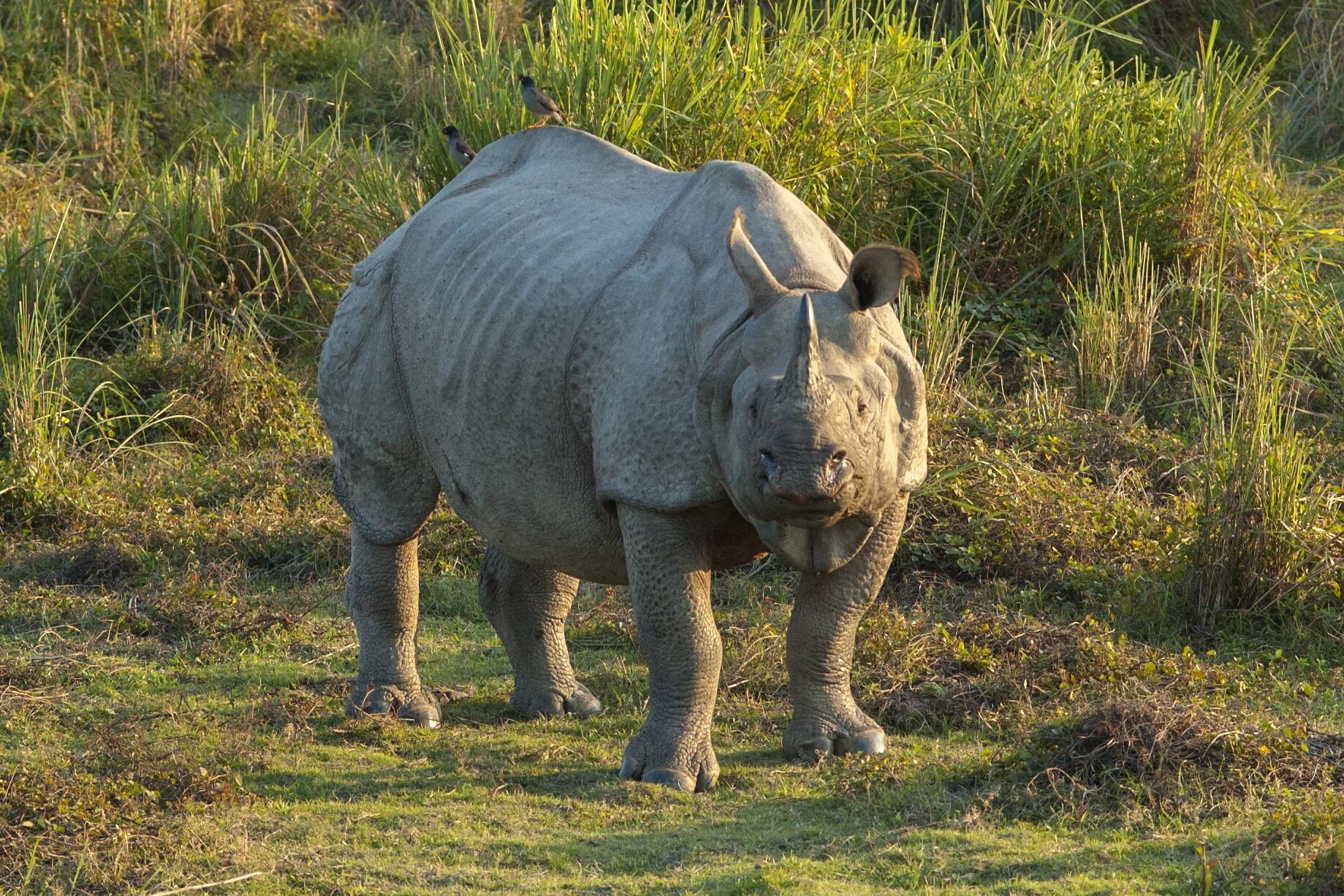 Носороги живут в лесу. Панцирный носорог. Однорогий индийский носорог. Яванский носорог. Индийский носорог (Rhinoceros unicornis).