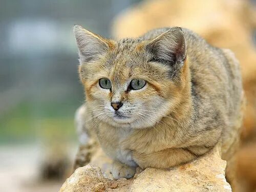 Как выглядят песчаные коты Mother Nature Network Sand cat, Cats, Cute cats
