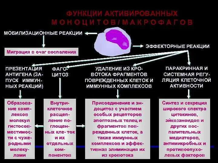 Роль макрофагов. Роль макрофагов в воспалении. Миграция лимфоцитов в очаг воспаления. Функции макрофагов в очаге воспаления. Роль лимфоцитов в очаге воспаления.