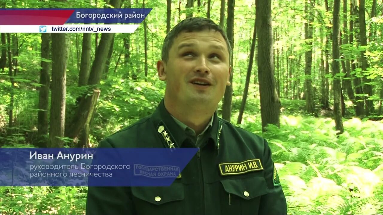 Богородское лесничество