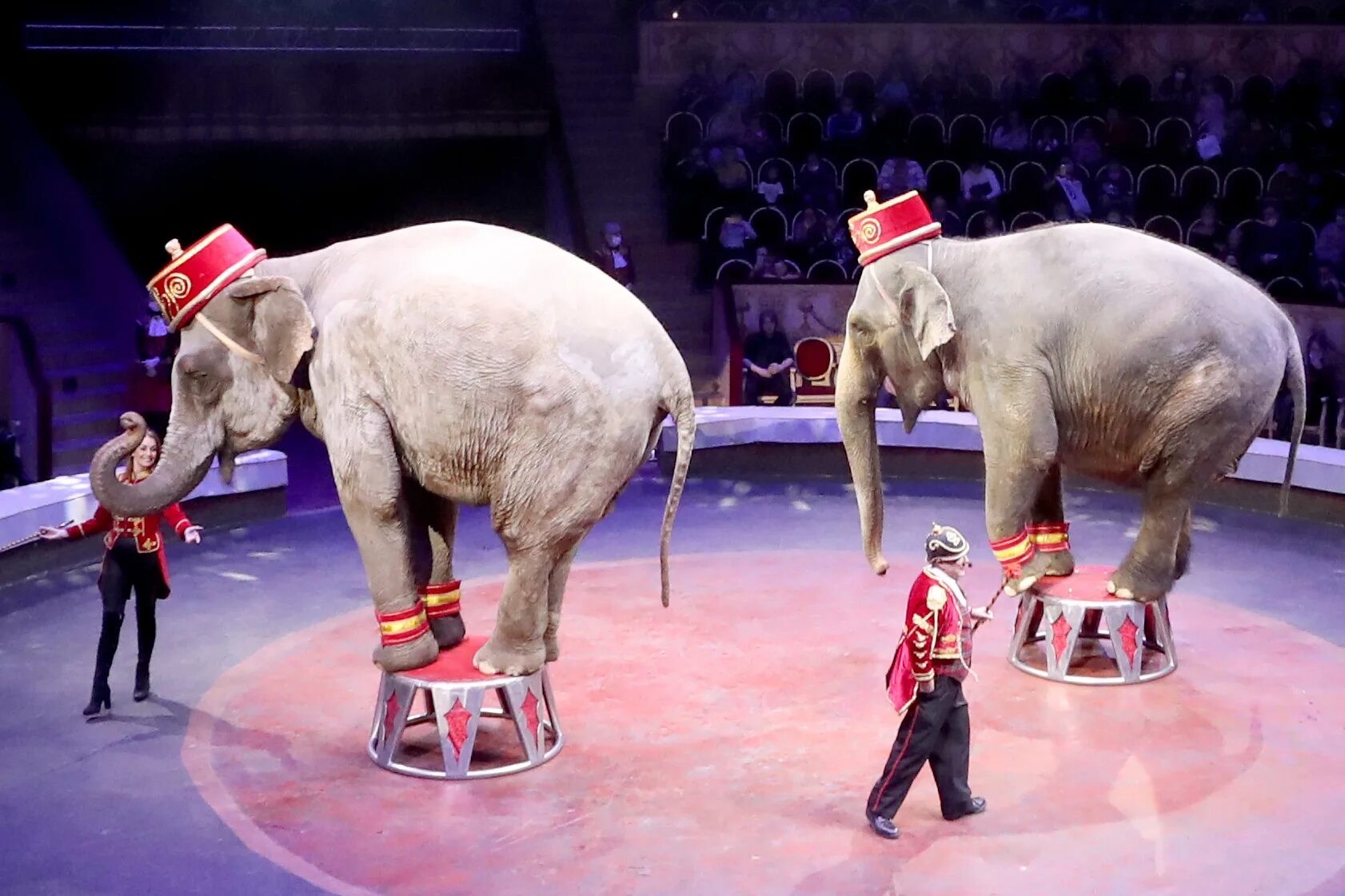 Цирковые животные. Слоны в цирке. Дикие животные в цирке. Животные выступают в цирке. Включи игры удивительный цирк
